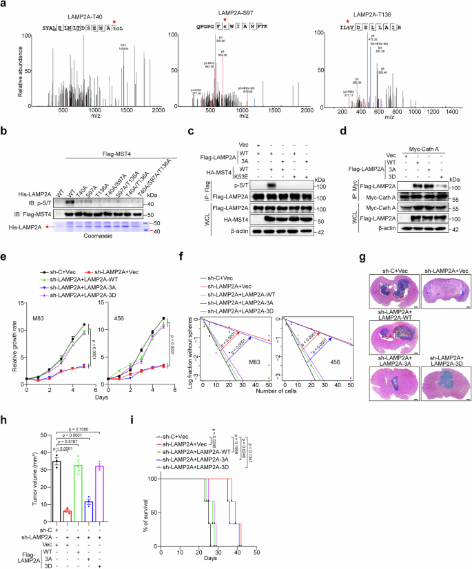 Fig. 3: MST4 phosphorylates LAMP2A through direct interaction.