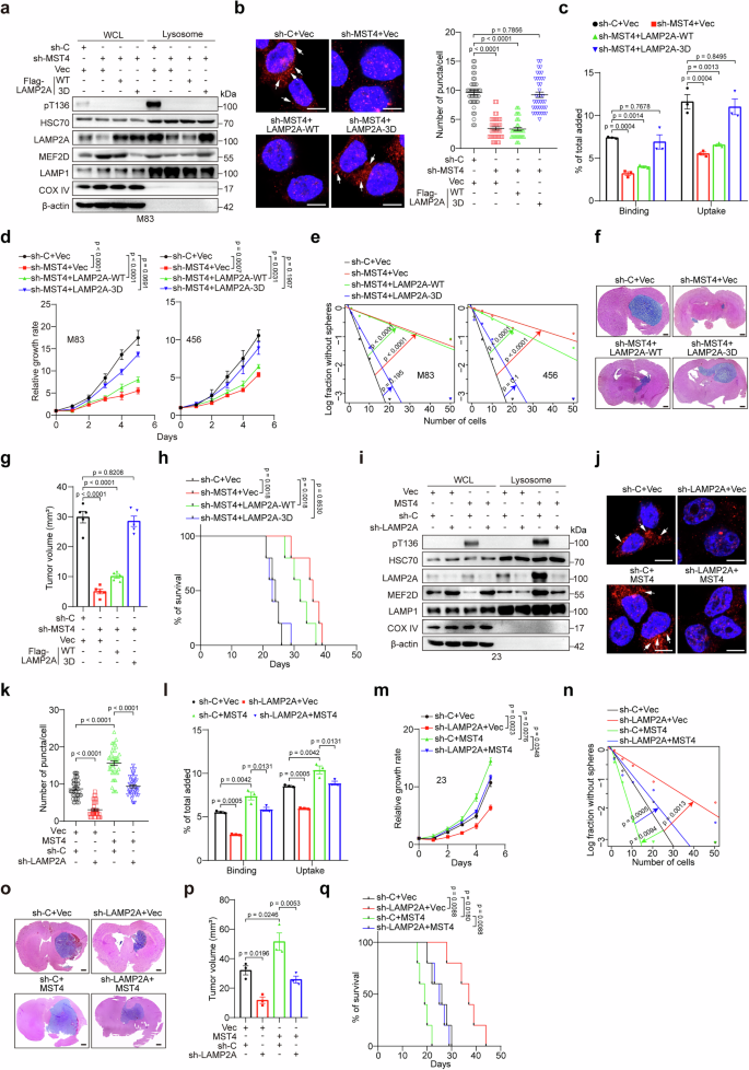 Fig. 4: MST4-mediated phosphorylation of LAMP2A maintains CMA activity and GSC properties.