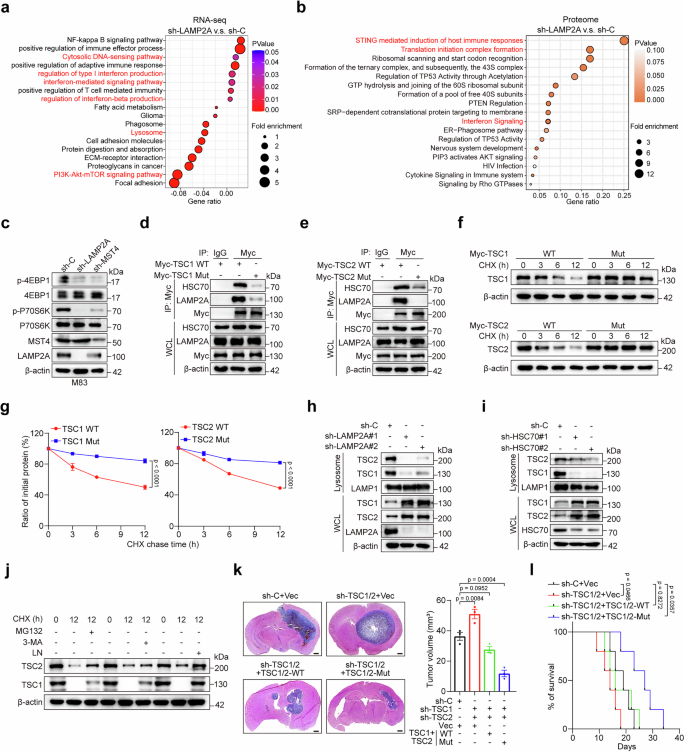 Fig. 5: CMA regulates mTORC1 activity through lysosomal degradation of TSC1/2.