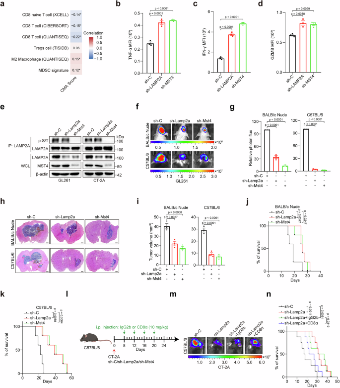 Fig. 6: CMA inhibition attenuates GBM tumorigenicity by augmenting anti-tumor immunity.