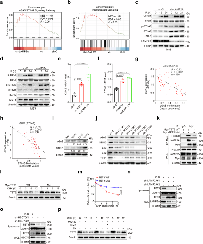 Fig. 7: CMA regulates the cGAS/STING signaling pathway through targeting TET3.