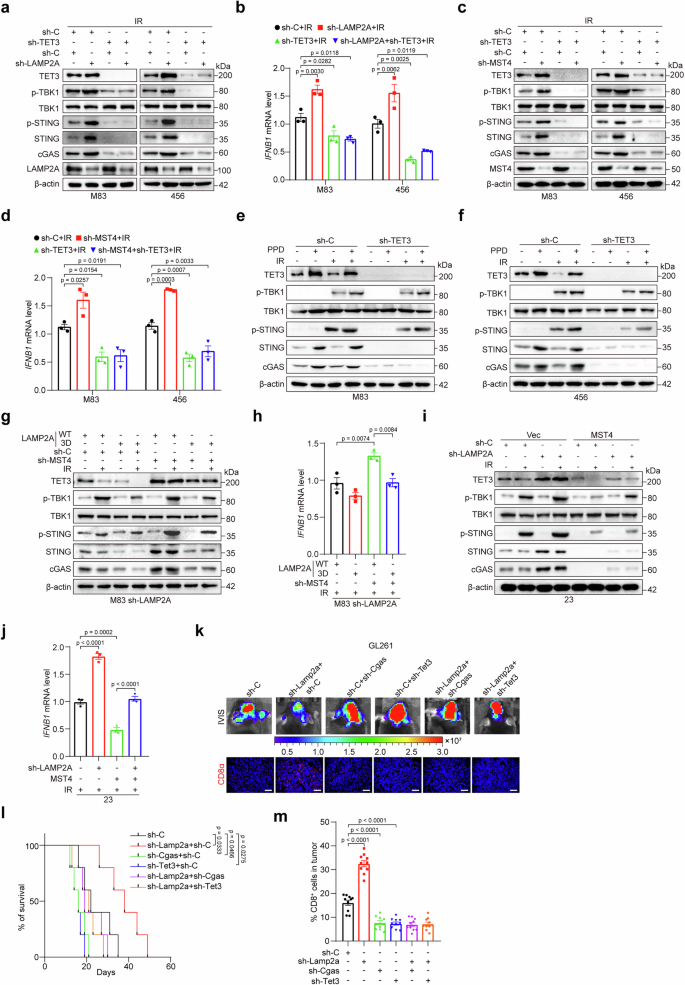 Fig. 8: MST4 phosphorylation of LAMP2A suppresses cGAS-STING signaling by downregulating TET3 expression.