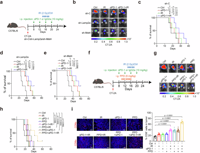 Fig. 9: Inhibition of CMA potentiates the therapeutic efficacy of IR and ICT.