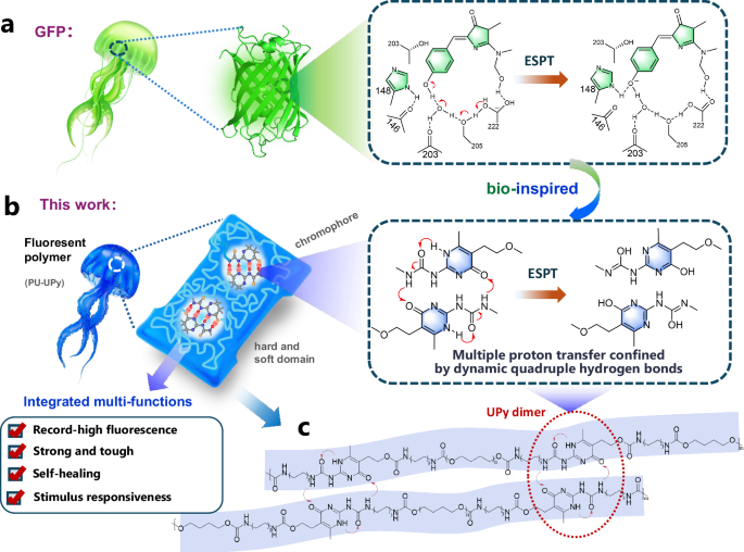 Fig. 1: Bio-inspired design of the multi-functional fluorescent supramolecular polyurethane.