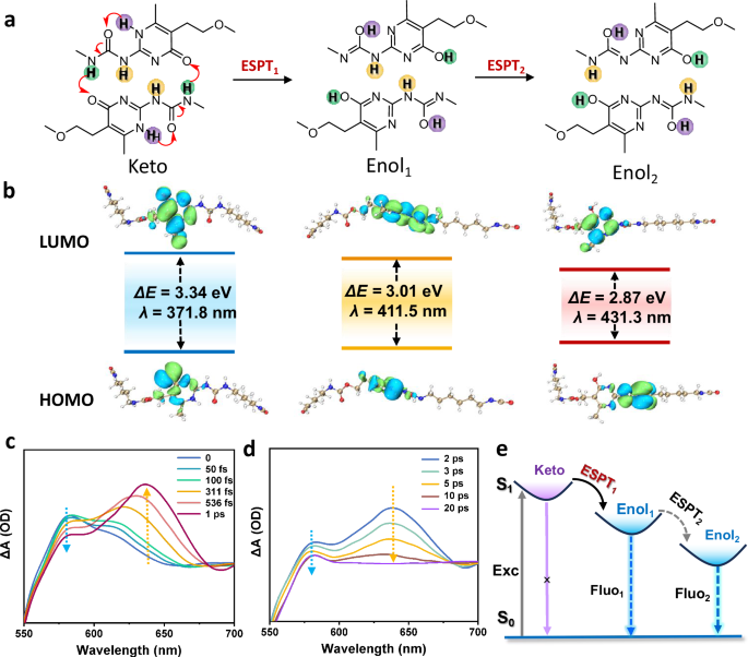 Fig. 3: Excited state ultrafast dynamics of UPy dimers.