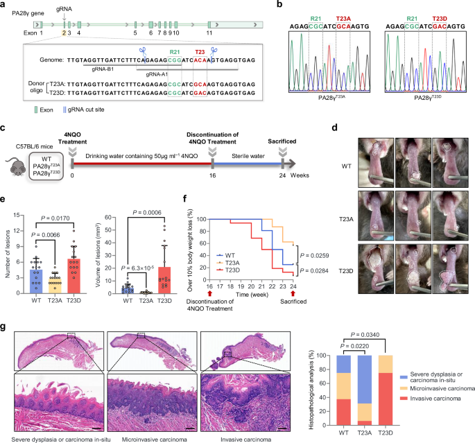Fig. 2: Phosphorylation-deficient PA28γ-T23 knock-in mice are resistant to 4NQO-induced HNSCC in vivo, whereas the phosphomimetic mutation enhances susceptibility.