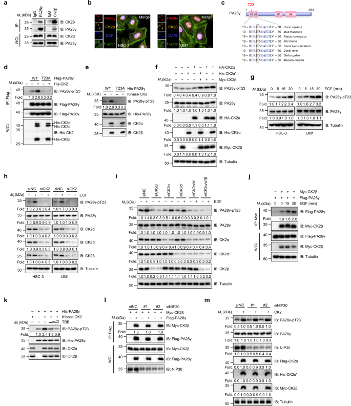 Fig. 3: CK2 interacts with and phosphorylates PA28γ at T23.