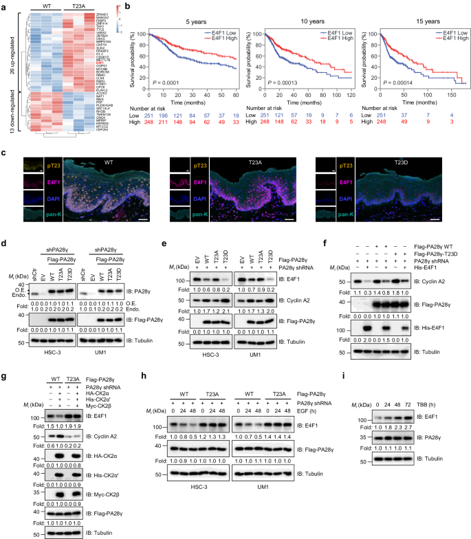 Fig. 4: Phosphorylation of PA28γ-T23 reduces E4F1 protein levels, relieving its transcriptional activity.