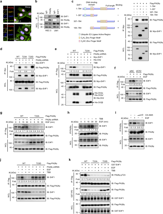 Fig. 5: PA28γ interacts with E4F1, which can be enhanced by PA28γ-T23 phosphorylation.