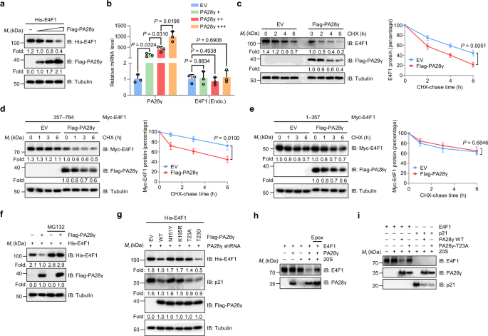 Fig. 6: The PA28γ-proteasome mediates E4F1 degradation.