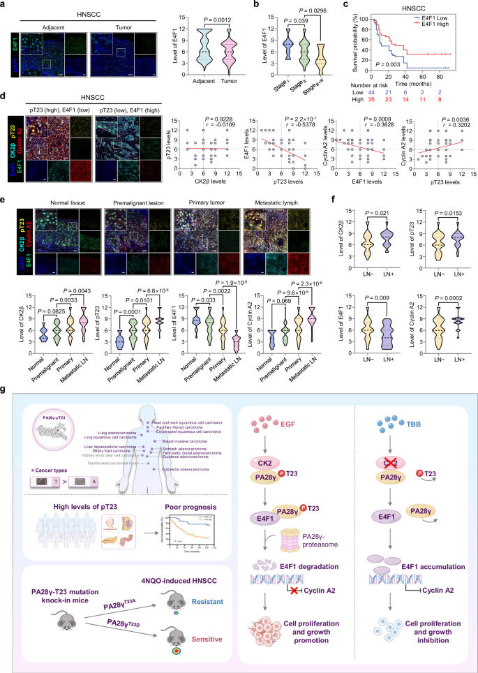 Fig. 8: Expression pattern of the CK2-mediated PA28γ-T23 phosphorylation axis during HNSCC progression.