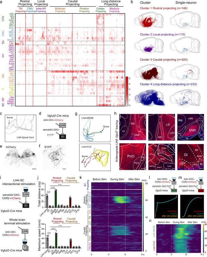 Fig. 2: Single-neuron projectome-guided analysis of neural circuits underlying LHA circuit in locomotion control.