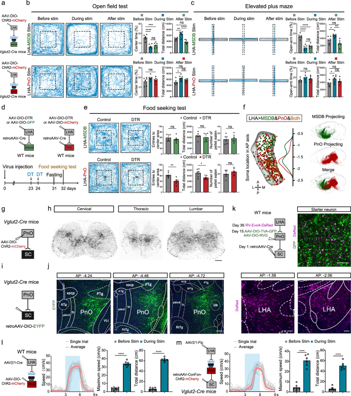 Fig. 3: The LHA-PnO-spinal pathway is essential for relaying locomotor signals from the hypothalamus to the spinal cord.