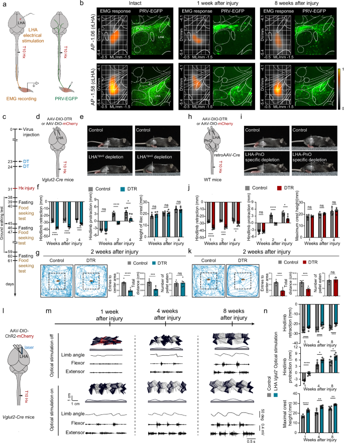 Fig. 4: Functional reorganization of LHA-PnO circuits contributes to spontaneous locomotor recovery.