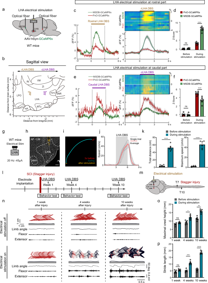 Fig. 5: Optimized LHA DBS acutely enables stepping in paralyzed mice after chronic stagger SCI.