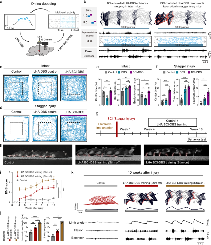 Fig. 6: Brain-controlled LHA-DBS enhances locomotor recovery after sever SCI.