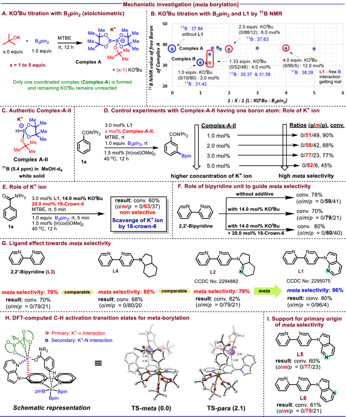 Fig. 8: Mechanistic investigation for meta borylation.