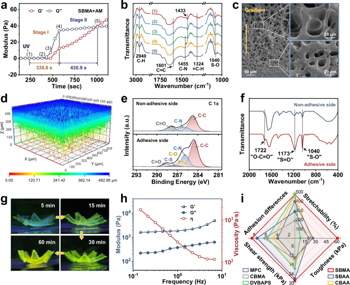Fig. 2: Asymmetric features of Janus hydrogel.