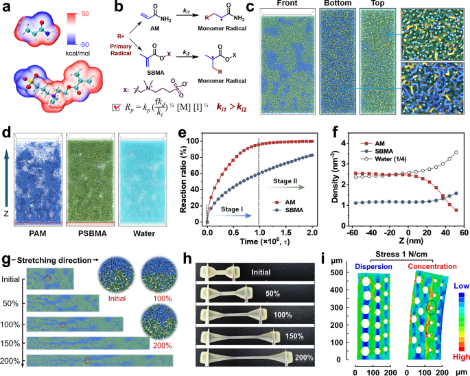 Fig. 3: Asymmetrical-structure formation mechanism of Janus hydrogel.