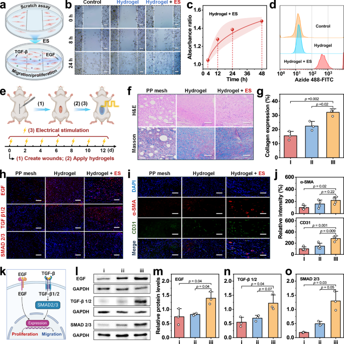 Fig. 6: Electroceutical modulation via Janus hydrogel interface.