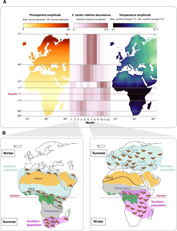 Fig. 1: Seasonality and latitudinal phenology of V. cardui.