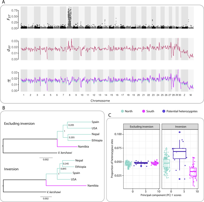 Fig. 3: Genomic characterization of the 9 Mb inverted region in chromosome 8 in Vanessa cardui in comparison to the rest of the genome.