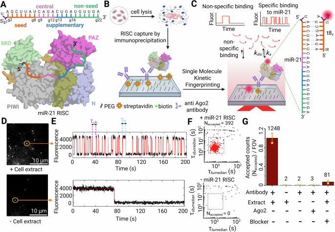 Fig. 1: Experimental strategy of single molecule pull-down and analysis of captured RISC.
