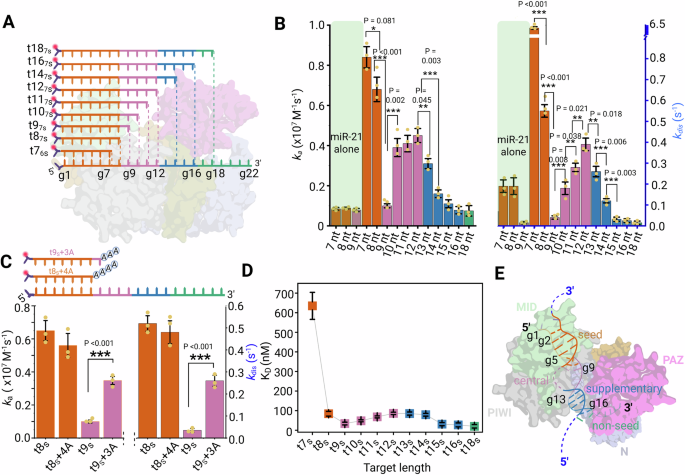 Fig. 2: SiMKEPS analysis shows sequence dependence of interactions between miRISC and mRNA target mimics.