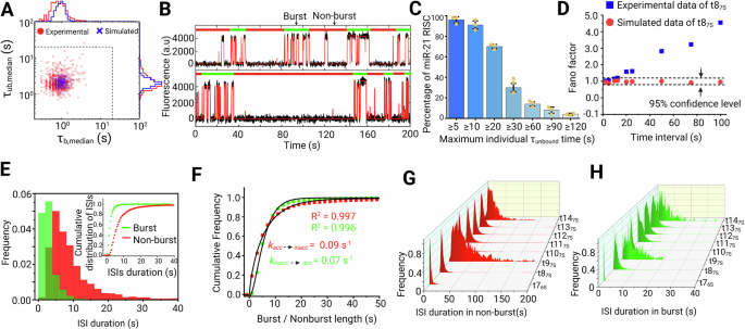 Fig. 3: Single miRISC complexes are characterized by burst behavior, with periods of higher and lower seed region accessibility.
