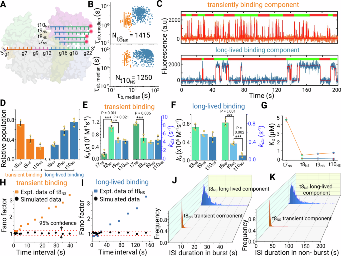 Fig. 4: Seed-independent binding of non-seed target mimic probes to miR-21 RISC with heterogeneous kinetics.