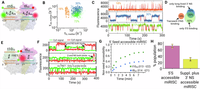 Fig. 5: Seed and non-seed binding within single miRISC complexes.