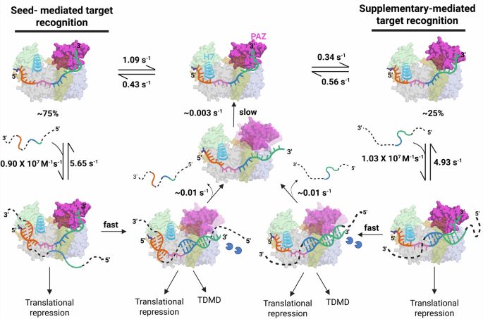 Fig. 6: Resulting unifying model of miRISC targeting of mRNA.