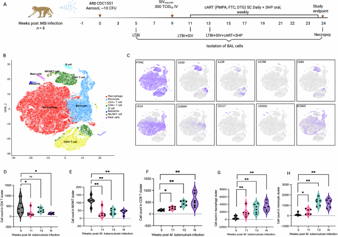 Fig. 5: Single-cell transcriptomic signature in pulmonary compartment of Mtb/SIV co-infected RMs.