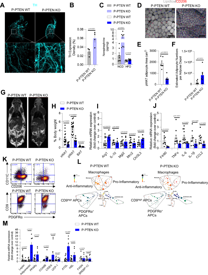 Fig. 2: Increased sympathetic innervation and anti-inflammatory state of adipose tissue in P-PTEN KO mice.