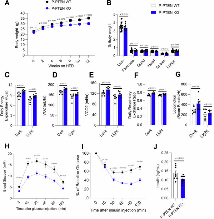 Fig. 3: P-PTEN KO mice are protected against HFD-induced obesity and glucose intolerance.