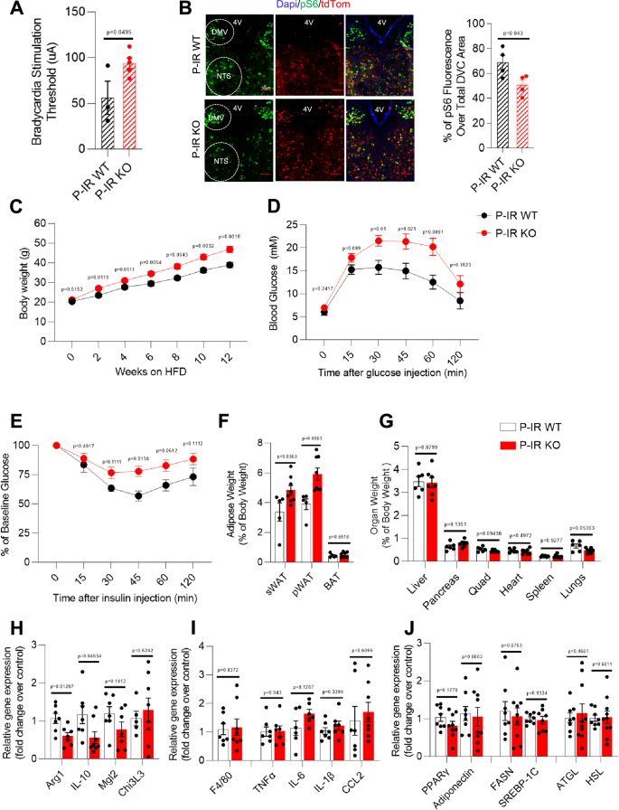 Fig. 5: Insulin receptor deletion in vagal neurons decreases vagal output and aggravates HFD-induced metabolic defects.