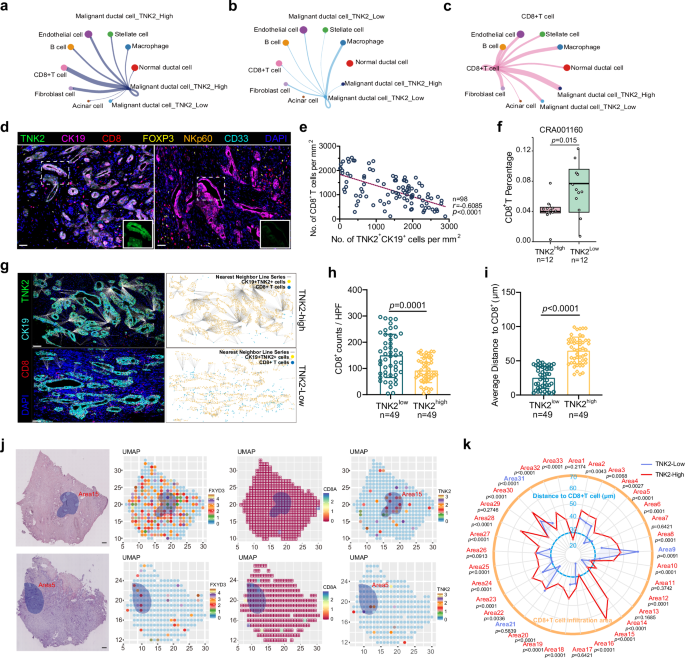 Fig. 2: TNK2 crosstalks with CD8+T cells in the TME of PDAC TME.