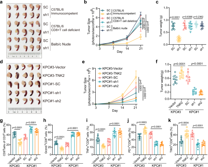 Fig. 3: Targeting TNK2 suppresses tumor growth in a CD8+ T cell-dependent fashion.