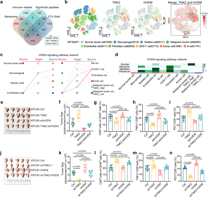Fig. 5: HVEM mediates TNK2-induced CD8+ T cell dysfunction.