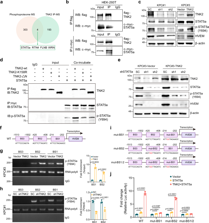 Fig. 6: TNK2 activates STAT5a to regulate HVEM gene transcription.