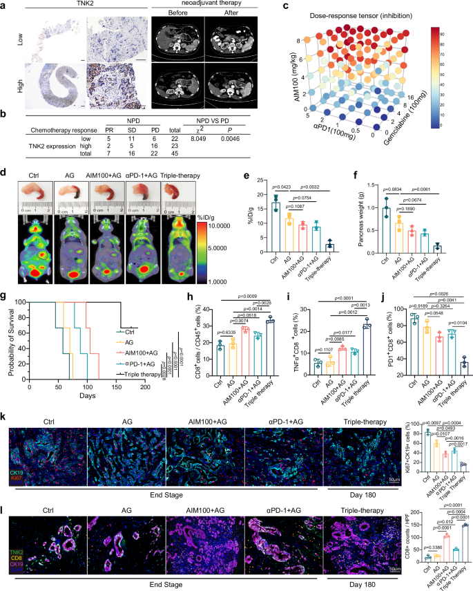 Fig. 7: TNK2 inhibition together with albumin-paclitaxel and gemcitabine boosts αPD-1 immunotherapy efficacy.