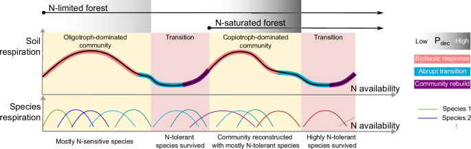 Fig. 8: A hypothetical framework for the responses of forest soil respiration to N inputs.