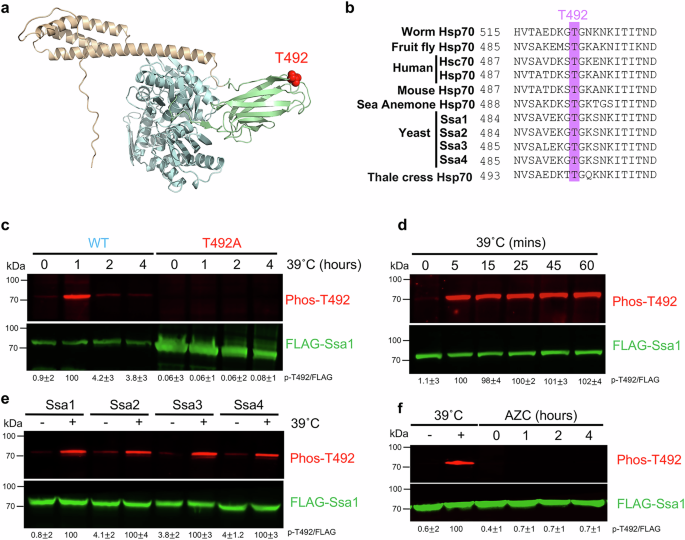 Fig. 1: Threonine 492 (T492) on yeast Hsp70 is activated in response to heat stress.