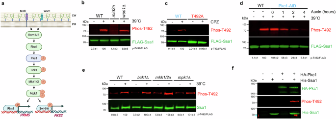 Fig. 2: Impact of cell integrity signaling on phosphorylation of T492.