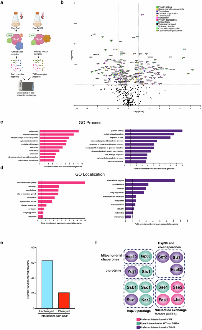 Fig. 3: Ssa1 T492 phosphorylation fine-tunes the epichaperome.