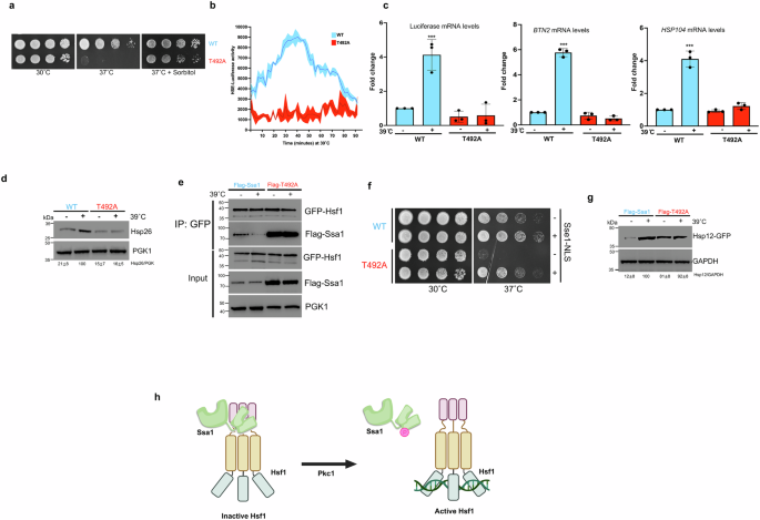 Fig. 4: T492 phosphorylation controls the heat shock response in yeast.