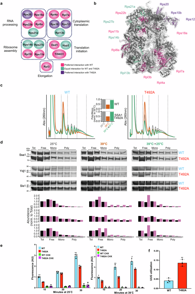 Fig. 5: T492 phosphorylation impacts heat-induced Ssa1-ribosome association and translational fidelity.
