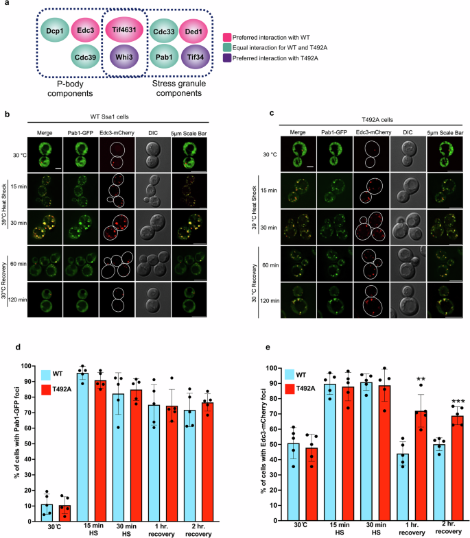Fig. 6: T492 phosphorylation selectively alters P-body phase separation.