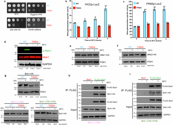 Fig. 7: T492 phosphorylation controls unique aspects of cell integrity signaling.
