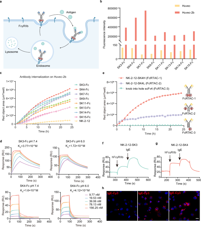 Fig. 1: Generation and characterization of FcRTAC for IgE degradation.